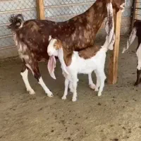 ۲تا بز ۲قلو دار پاکستانی درج یک|حیوانات مزرعه|همدان, |دیوار