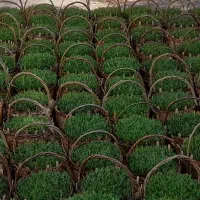 سبزه عید سفالی. کوزه .وسبد های چوبی سفارشی