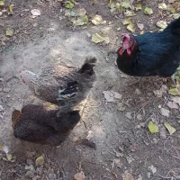 مرغ محلی تخمگذار|حیوانات مزرعه|خسروشاه, |دیوار