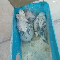 مرغ عشق با چهار جوجه|پرنده|شیراز, سهل‌آباد|دیوار