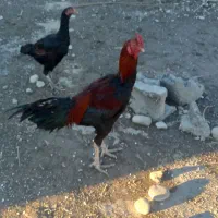 خروس لاری فول