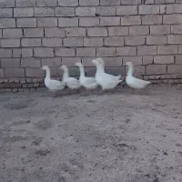 قو غاز
