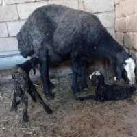 طرح فروش ویژه گوسفند چندقلوزا بره dsreio ارسالی