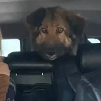 سگ ژرمن گمشده|حیوانات|ارومیه, |دیوار