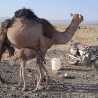شتر جوان
