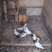 کبوتر