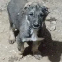 واگذری سه عدد توله گله گوسفند