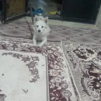 سگ تربیت شده حرف شنو