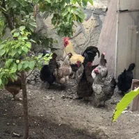 مرغ و خروس محلی|حیوانات مزرعه|گلمکان, |دیوار