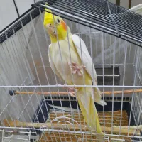 عروس هلندی ماده