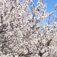 فروش فوری باغ در عجبشیر روستای بوکت|فروش خانه و ویلا|عجب شیر, |دیوار