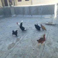 مرغ و خروس و جوجه