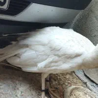 طاووس سفید مصری|پرنده|ایرانشهر, |دیوار