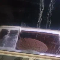 سفره ماهی رد اسپات ماده