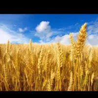 زمین زراعی دیم