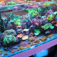 آکواریوم آب شور