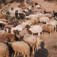 گوسفند با بره بز با بزغاله
