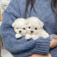 سگ جیبی سایز صفر