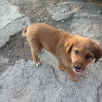 سگ نژاد افغان زیرقیمت