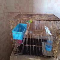 مرغ عشق نروماده