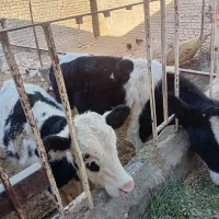 گوساله نر|حیوانات مزرعه|زاوه, |دیوار