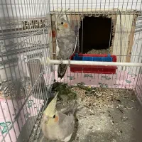 ۱ جفت عروس هلندی