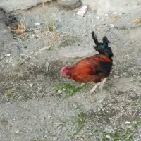 خروس محلی،قیمت شصدهزارتومان