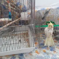 عروس هلندی متکلم