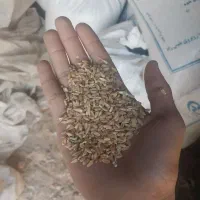 فروش گندم|گل و گیاه طبیعی|رامشیر, |دیوار