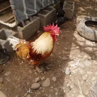 تعدادی خروس زیبا فروشی
