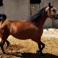 اسب|اسب و تجهیزات اسب‌سواری|دزفول, |دیوار