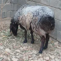 میش هترو قزل افشار آبستن چند قلو زا|حیوانات مزرعه|آسارا, |دیوار