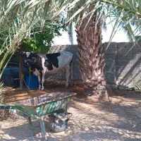 گاو و گوساله
