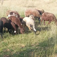 میش بره