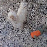 سگ خانگی|سگ|شهرکرد, |دیوار