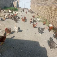 فروش خروس