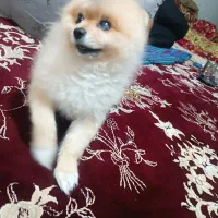 پامر خرسی نر عقیم نشده