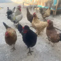 مرغ تخم گذار زیر قیمت