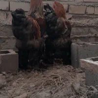 برهما
