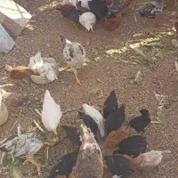 جوجه مرغ و‌بوقلمون
