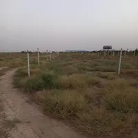 فروش فوری زمین باغ انگوری قدیمی