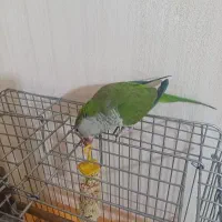 طوطی راهب رنگ خاص پسته ای|پرنده|بندرعباس, |دیوار