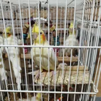 عروس هلندی|پرنده|اقبالیه, |دیوار