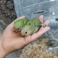 طوطی برزیلی سرلاکی|پرنده|قم, چهل درخت‎|دیوار