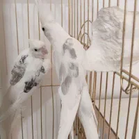 دوکت پروانه البینو