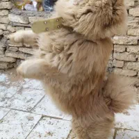 سگ وارداتی چاو چاو