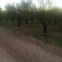 باغ-بادام-به-متراژ12000متر