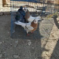 کبوتر طوقی|پرنده|ملکان, |دیوار