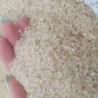 برنج خورده برنج کامفیروزی