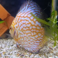 دیسکس چکربرد